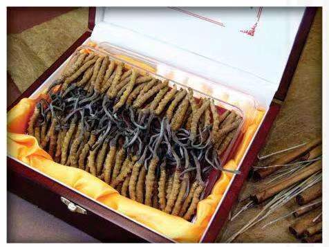 昌洒镇冬虫夏草回收